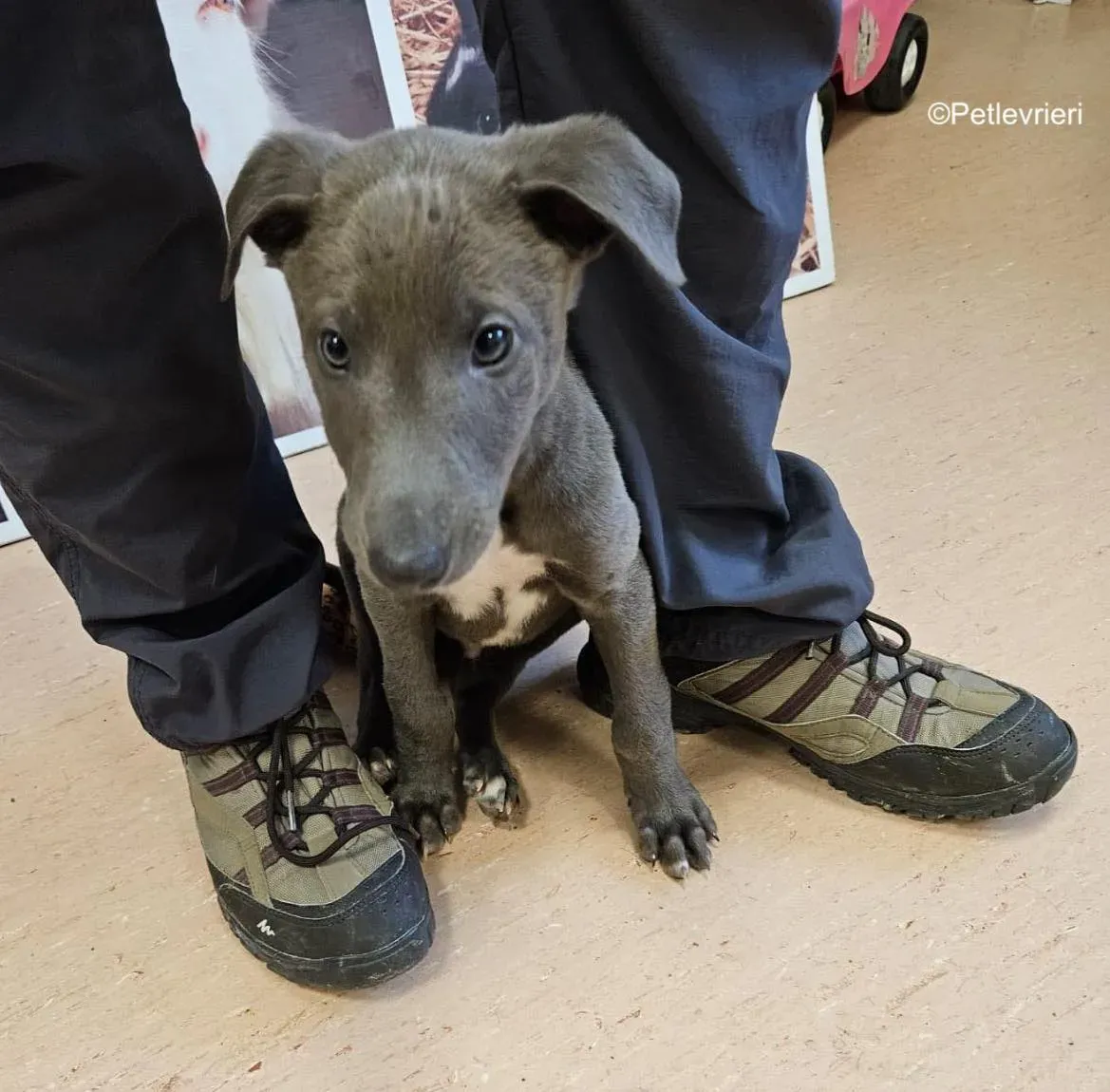 isak adozione levrieri greyhound 3 2