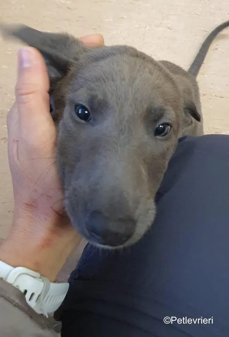 isak adozione levrieri greyhound 4 2