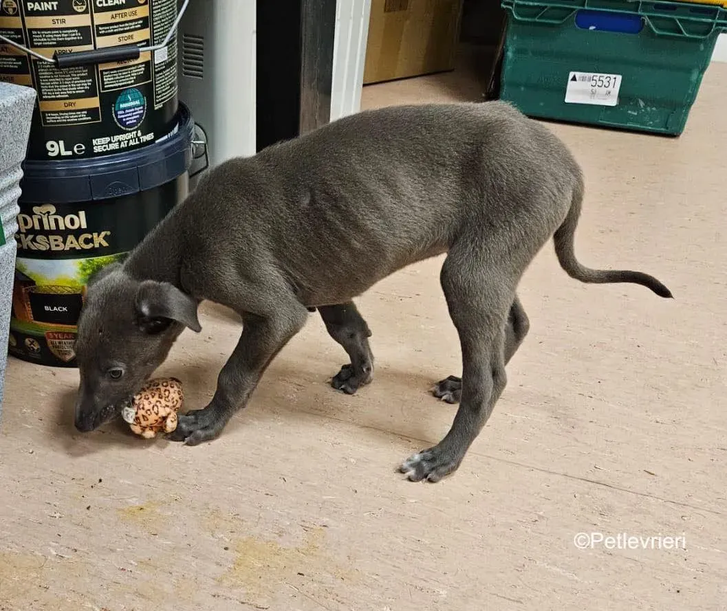 isak adozione levrieri greyhound 5 2