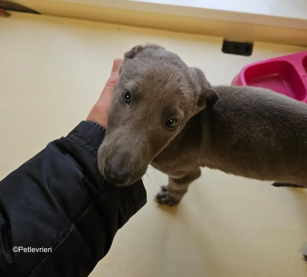 isak adozione levrieri greyhound 6 2