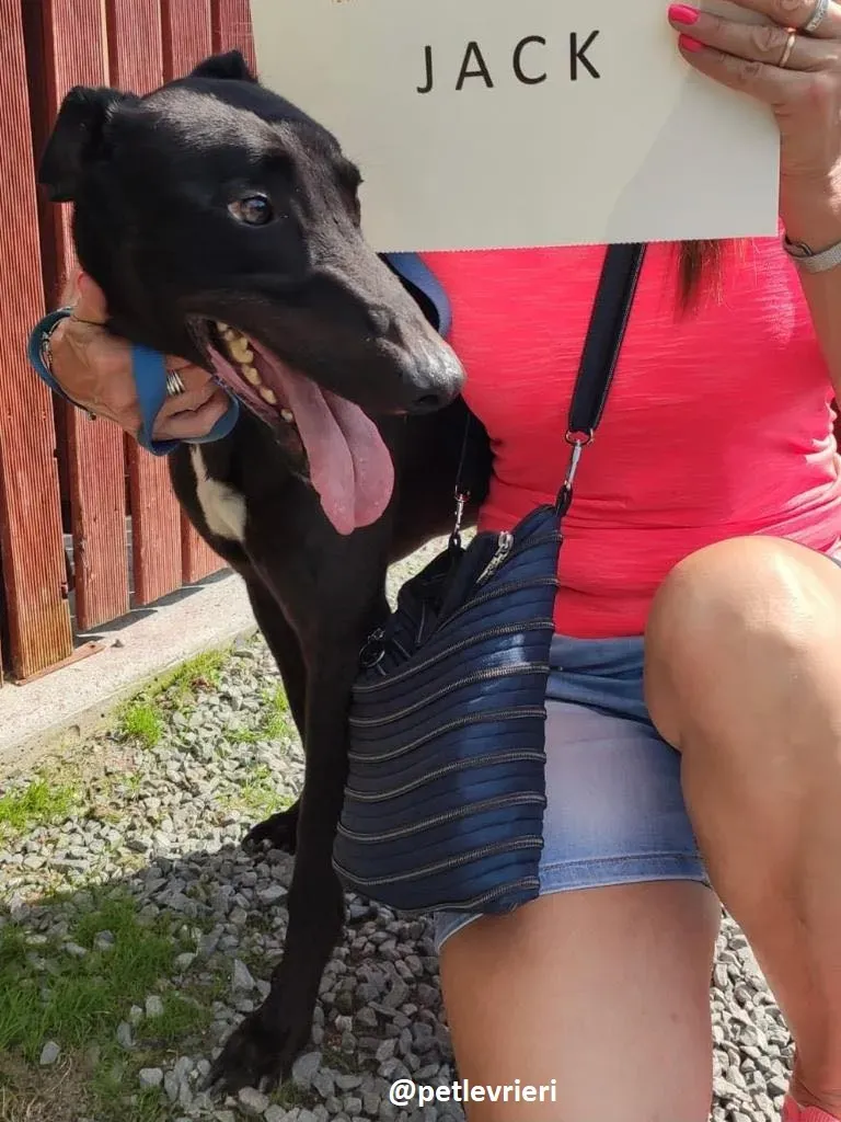 jack adozione greyhound 1