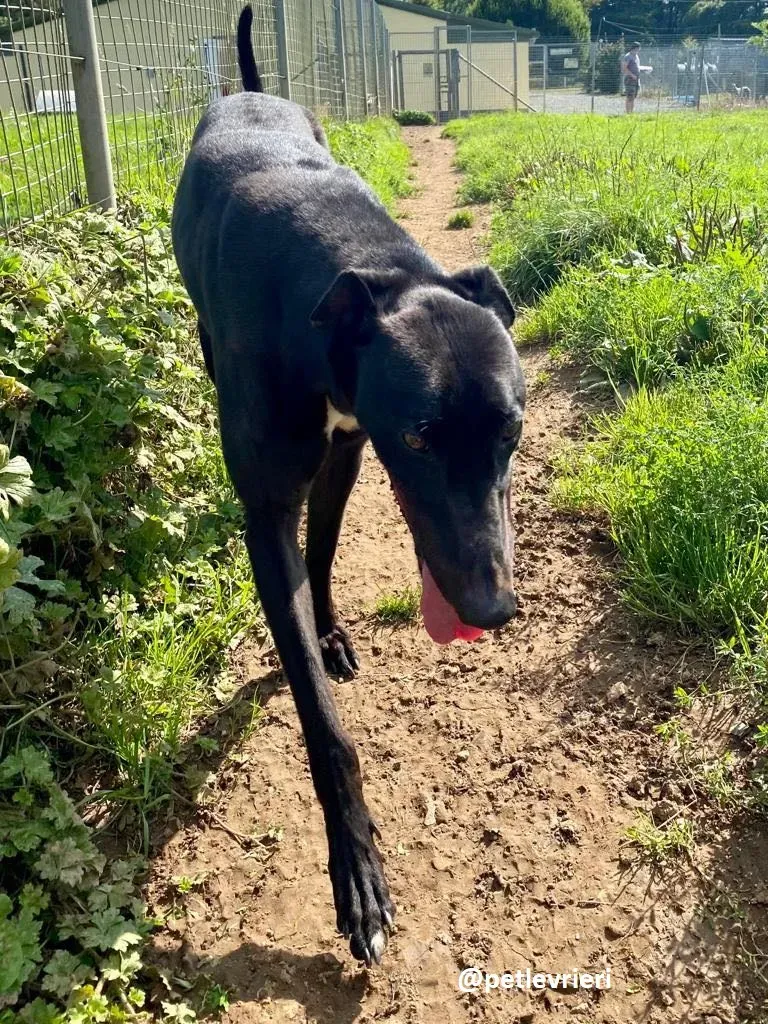 jack adozione greyhound 2