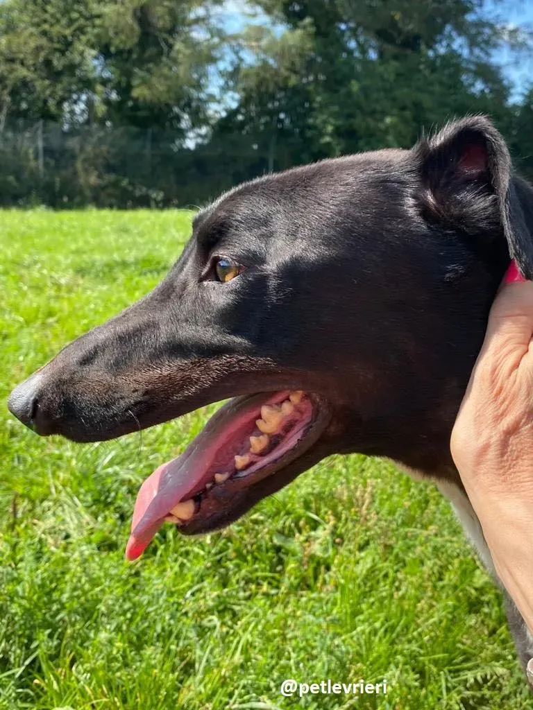 jack adozione greyhound 3