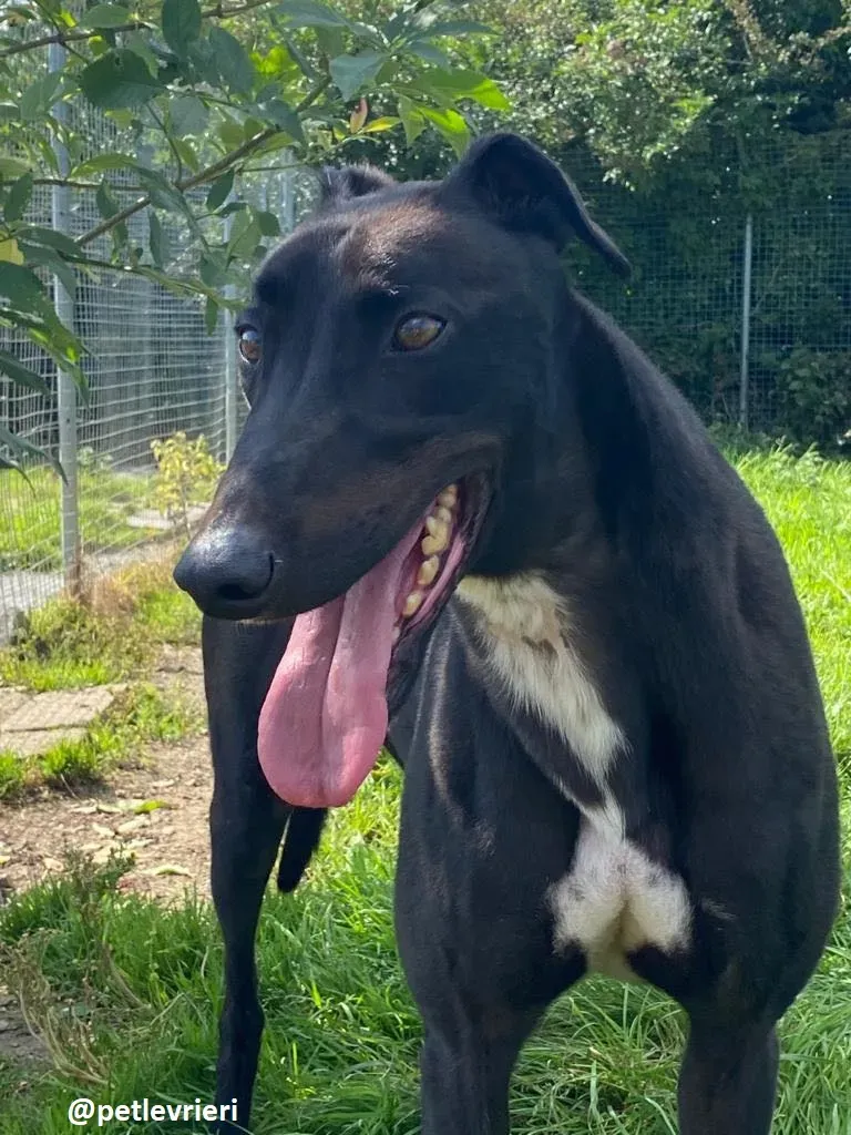 jack adozione greyhound