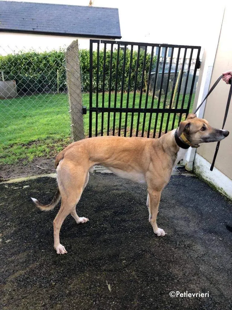 jack adozione levrieri greyhound 1 1