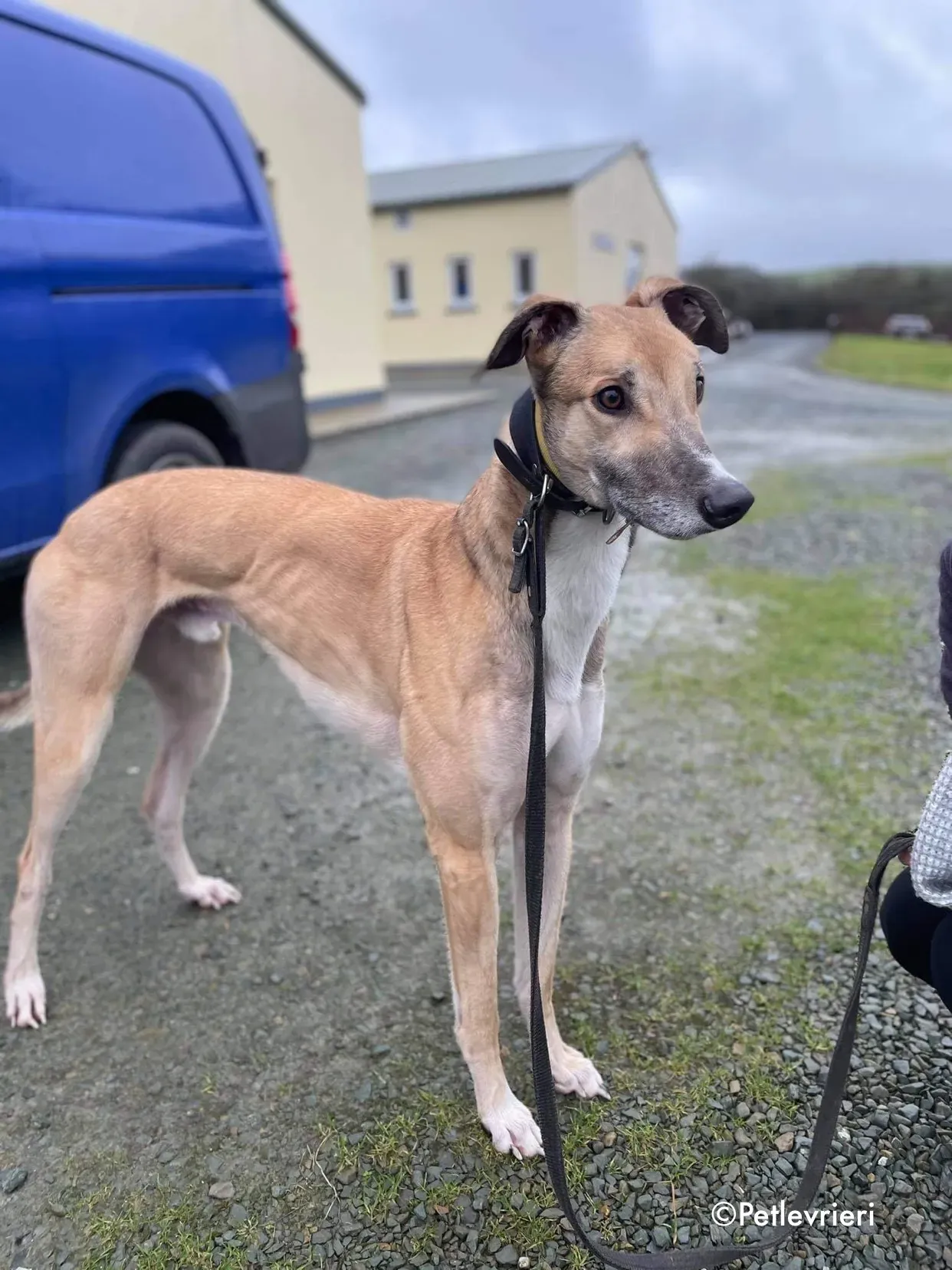 jack adozione levrieri greyhound 1 2