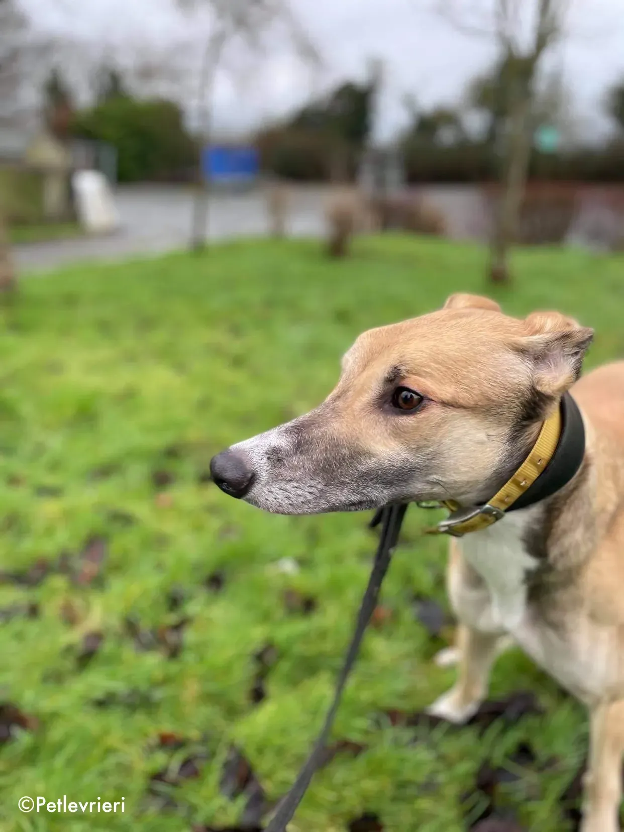 jack adozione levrieri greyhound 10 1