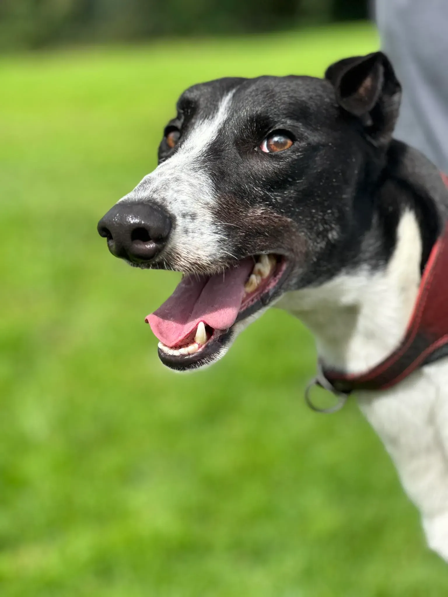 jack adozione levrieri greyhound 10