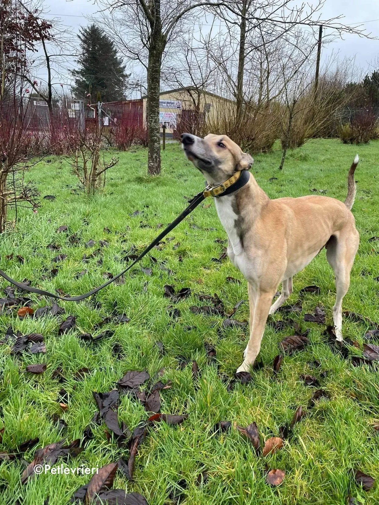 jack adozione levrieri greyhound 11 1