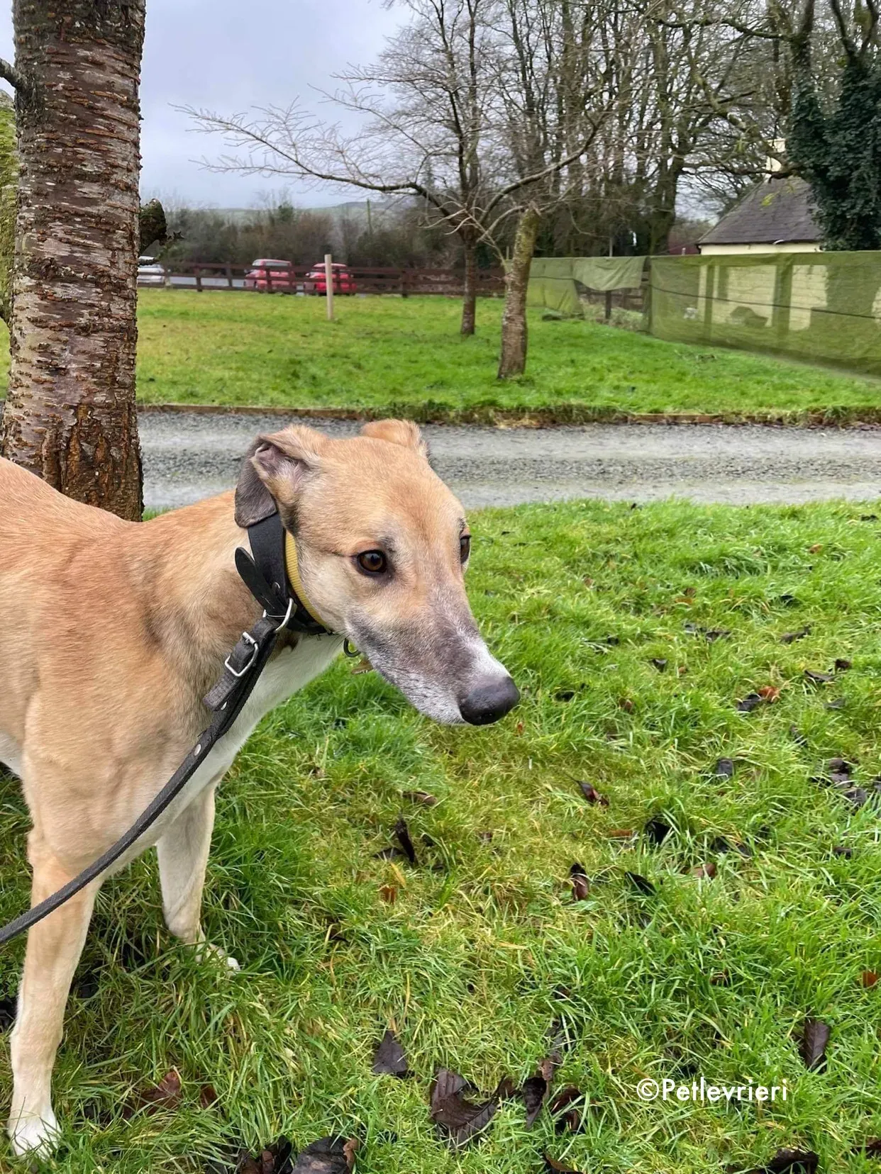 jack adozione levrieri greyhound 12 1