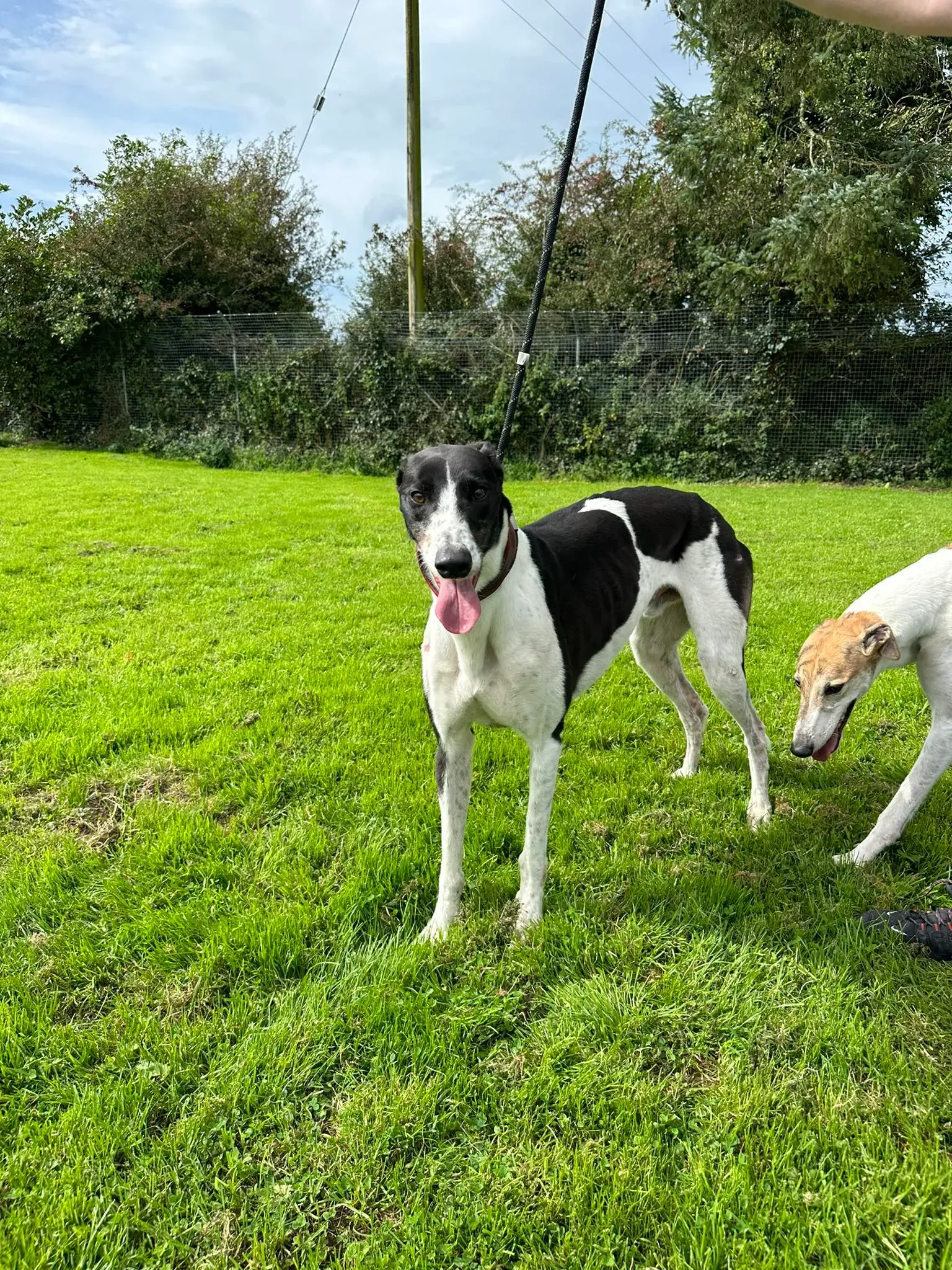 jack adozione levrieri greyhound 14