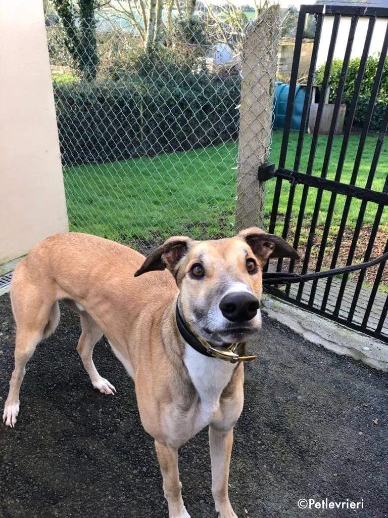 jack adozione levrieri greyhound 2 2