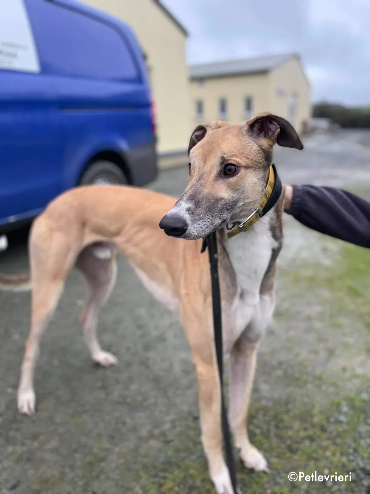 jack adozione levrieri greyhound 2 3