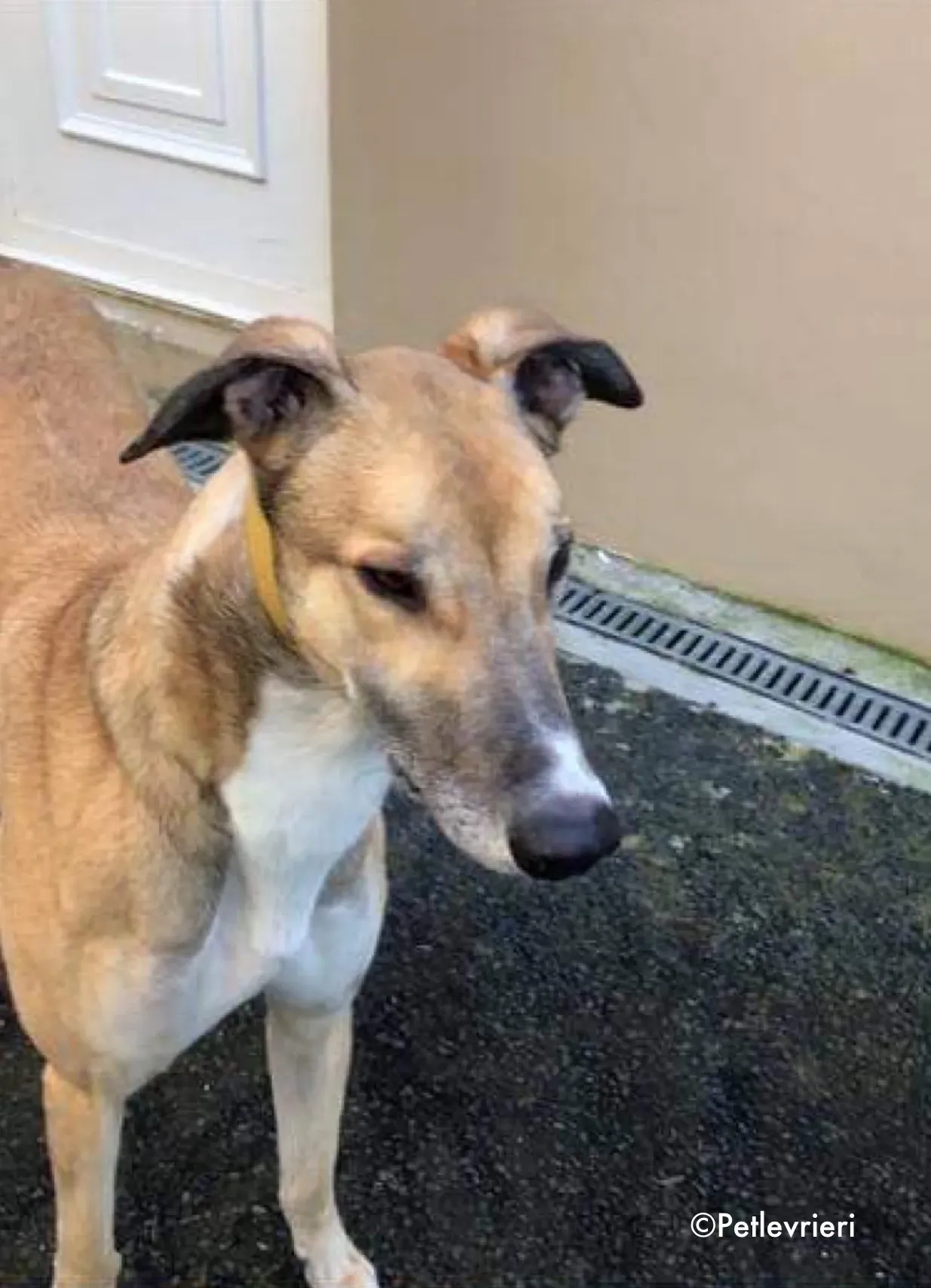 jack adozione levrieri greyhound 3 1