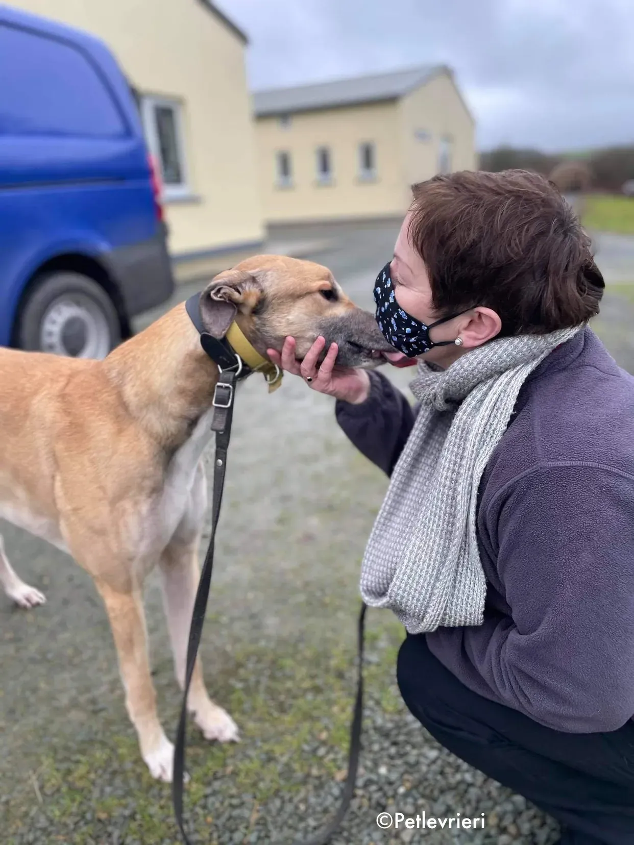 jack adozione levrieri greyhound 3 2