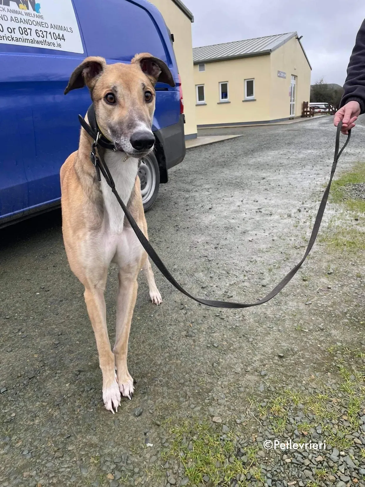 jack adozione levrieri greyhound 4 2