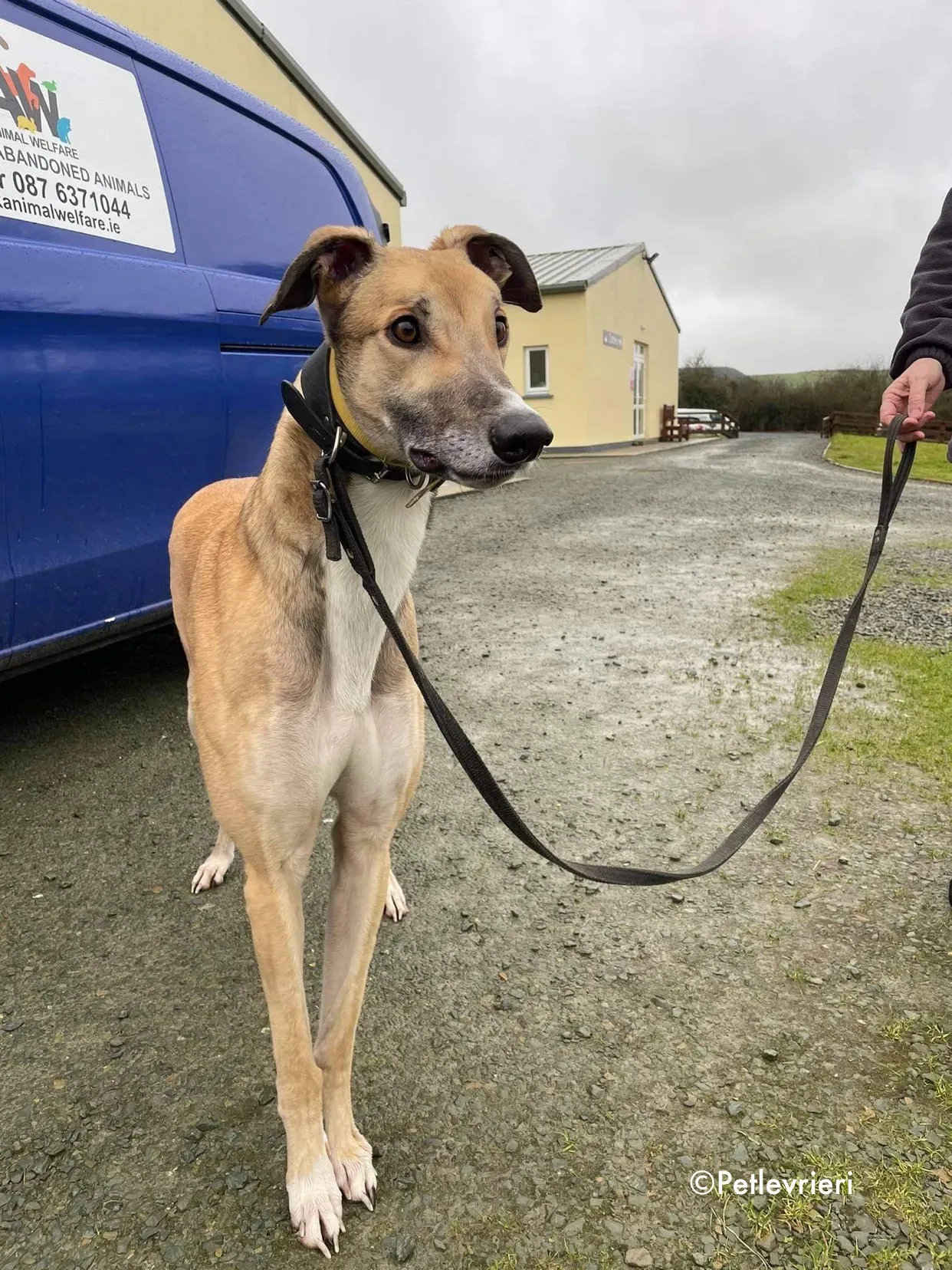 jack adozione levrieri greyhound 5 1