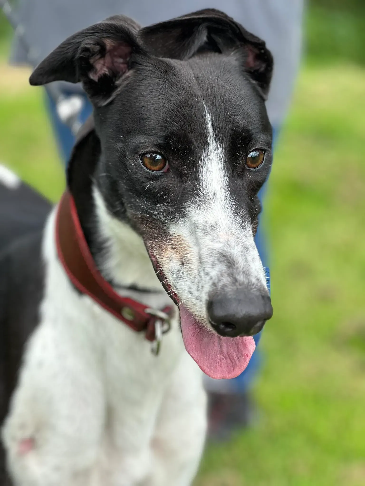 jack adozione levrieri greyhound 1