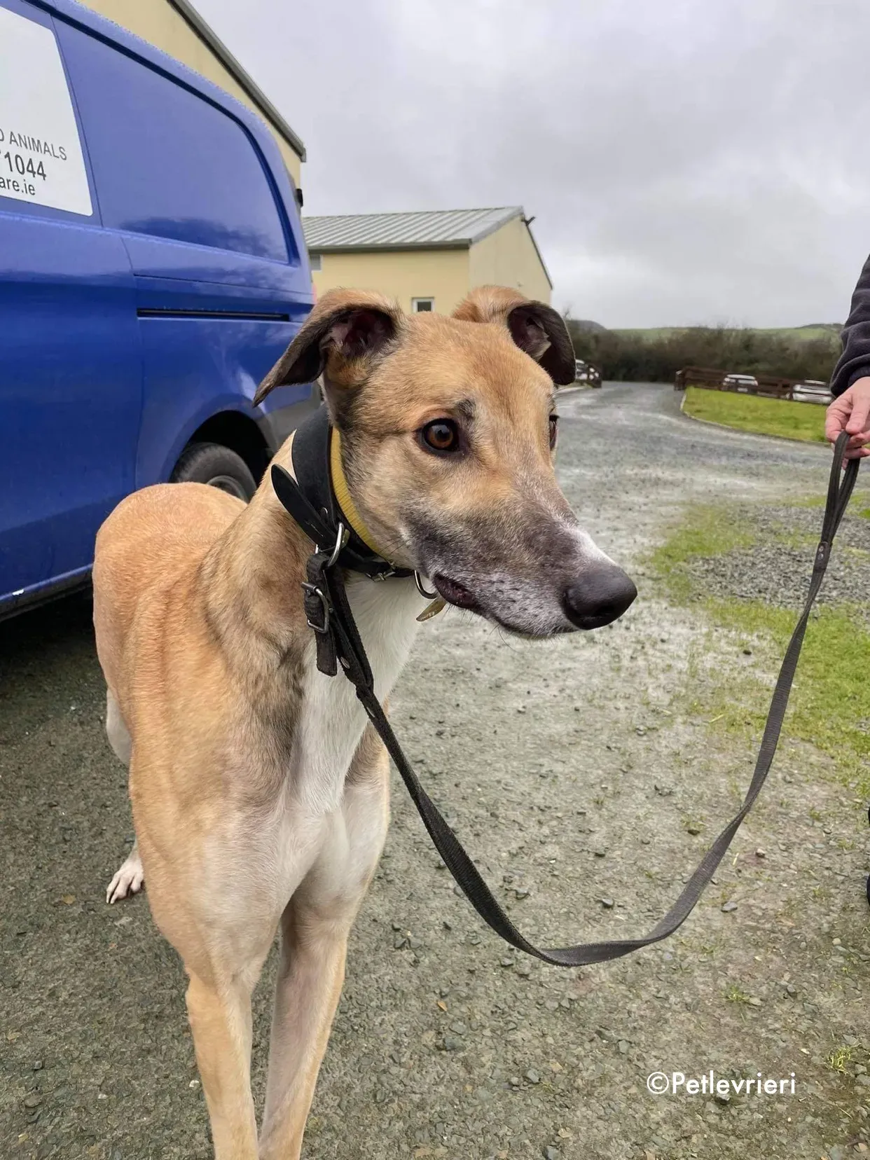 jack adozione levrieri greyhound 6 1