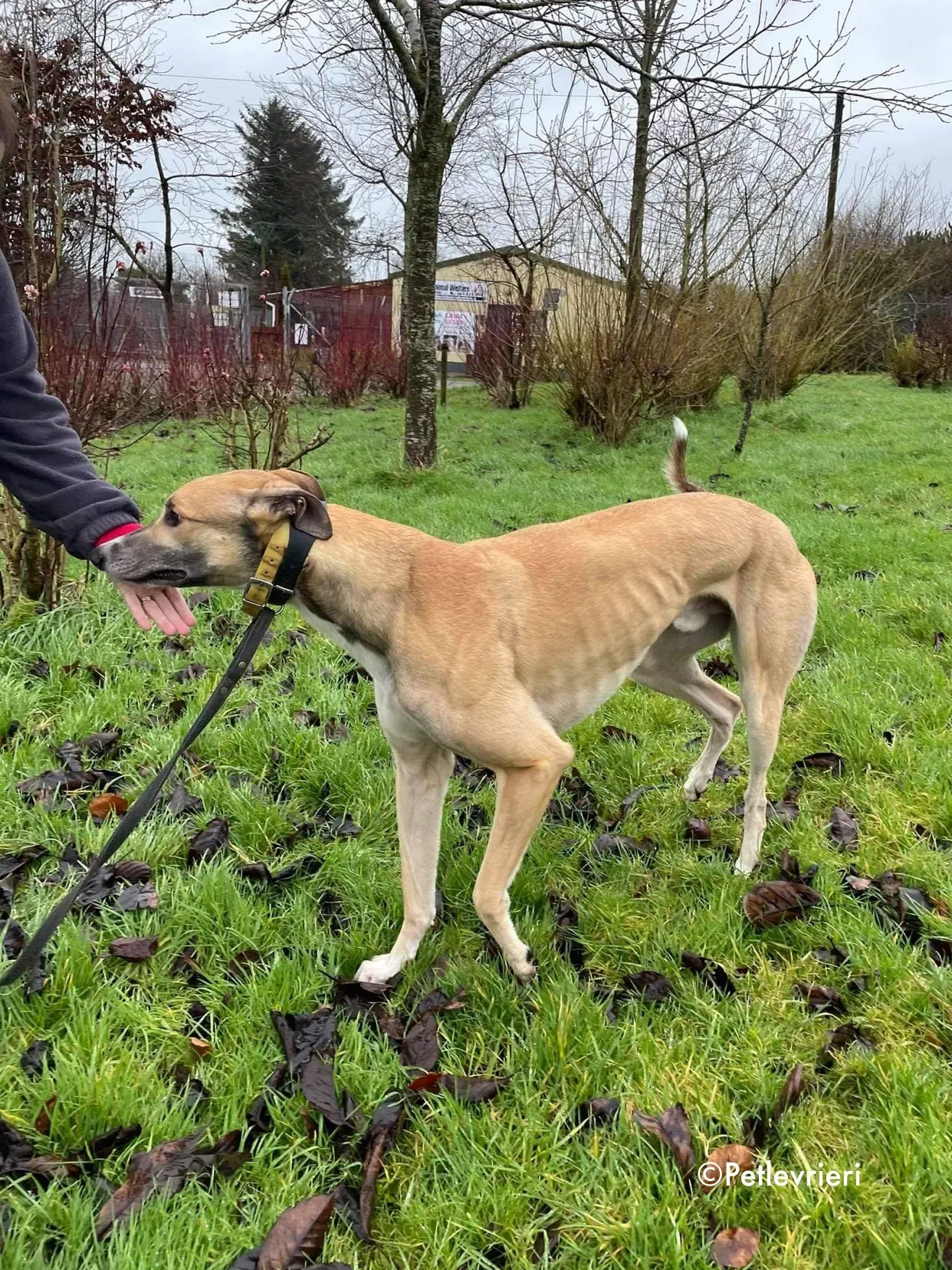 jack adozione levrieri greyhound 7 1