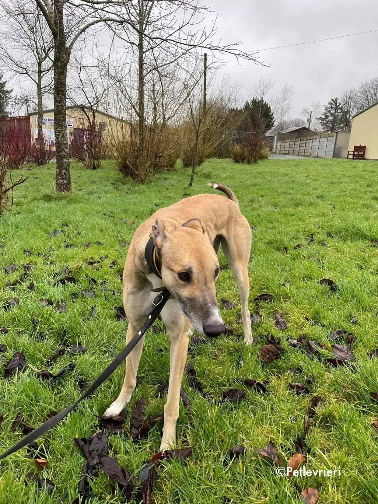 jack adozione levrieri greyhound 8 1