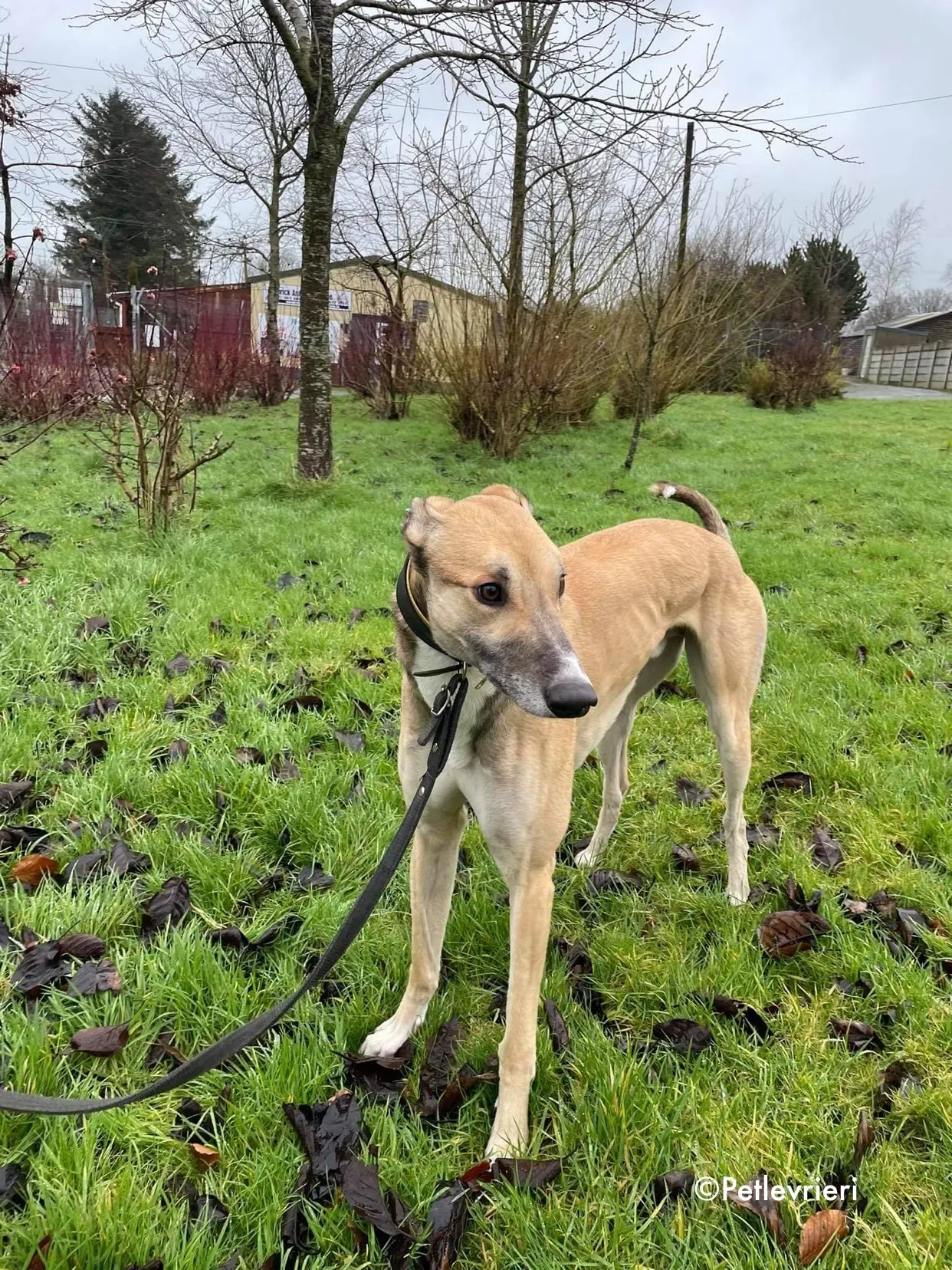 jack adozione levrieri greyhound 9 1