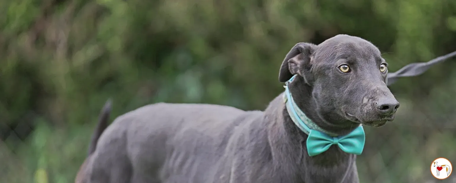 jack grey 21 copertina