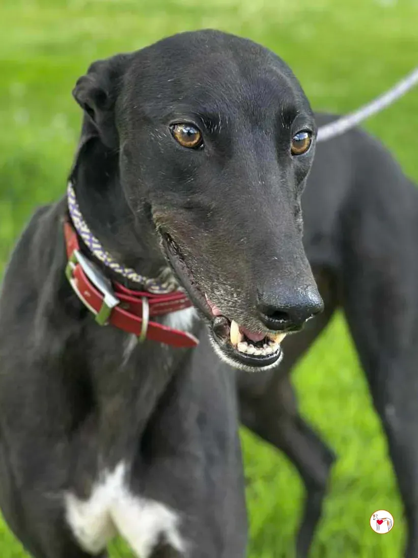 jack grey adozione 01