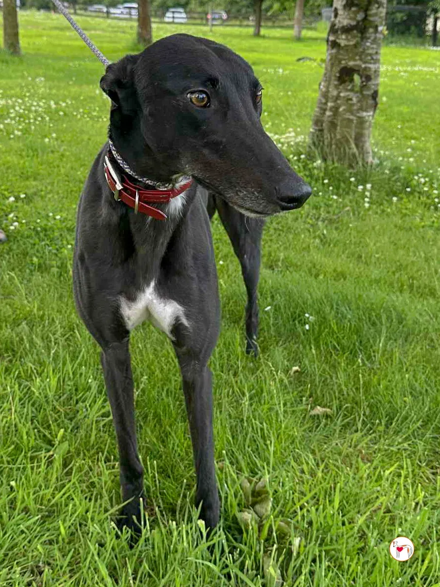 jack grey adozione 02