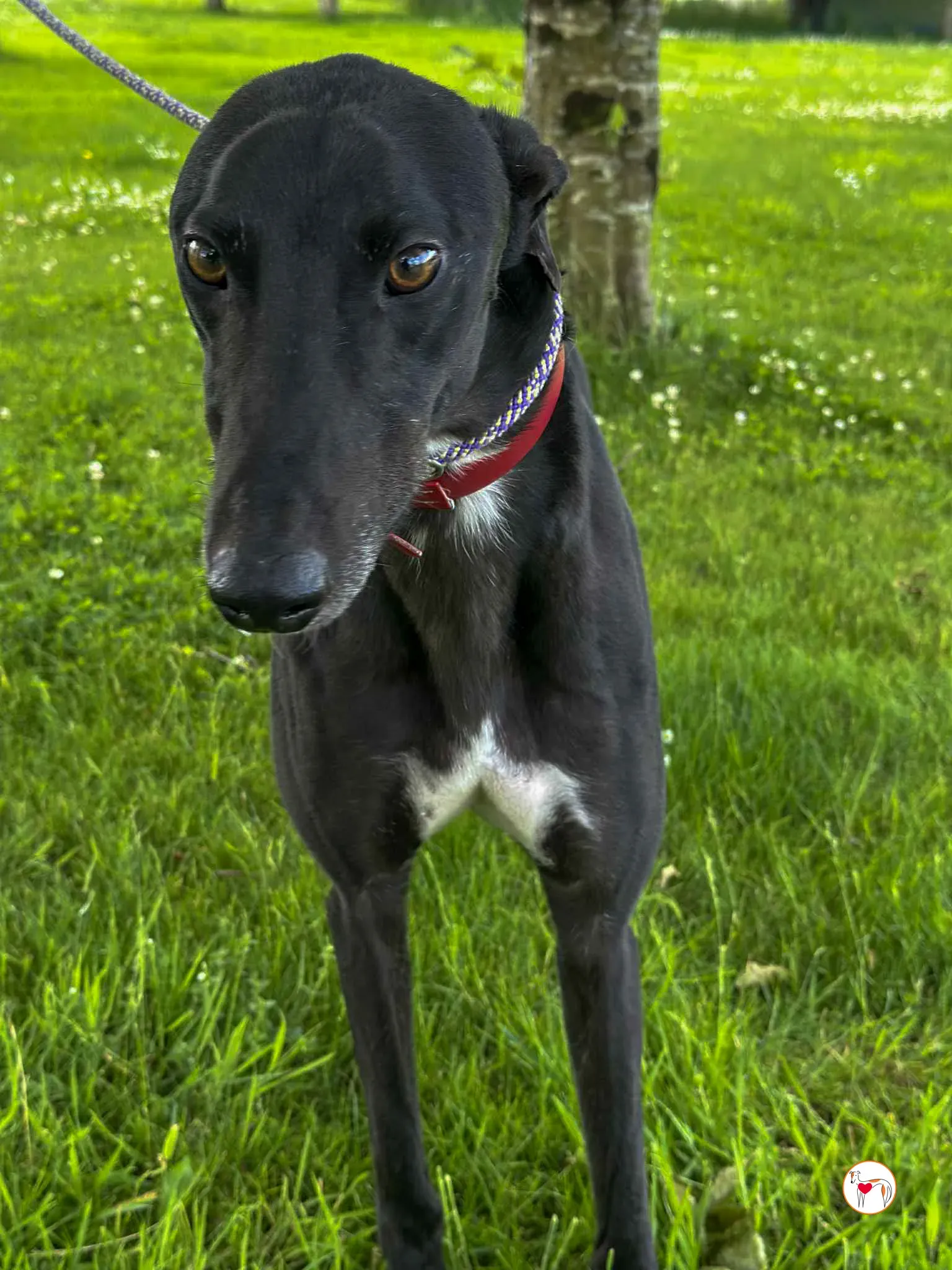 jack grey adozione 03