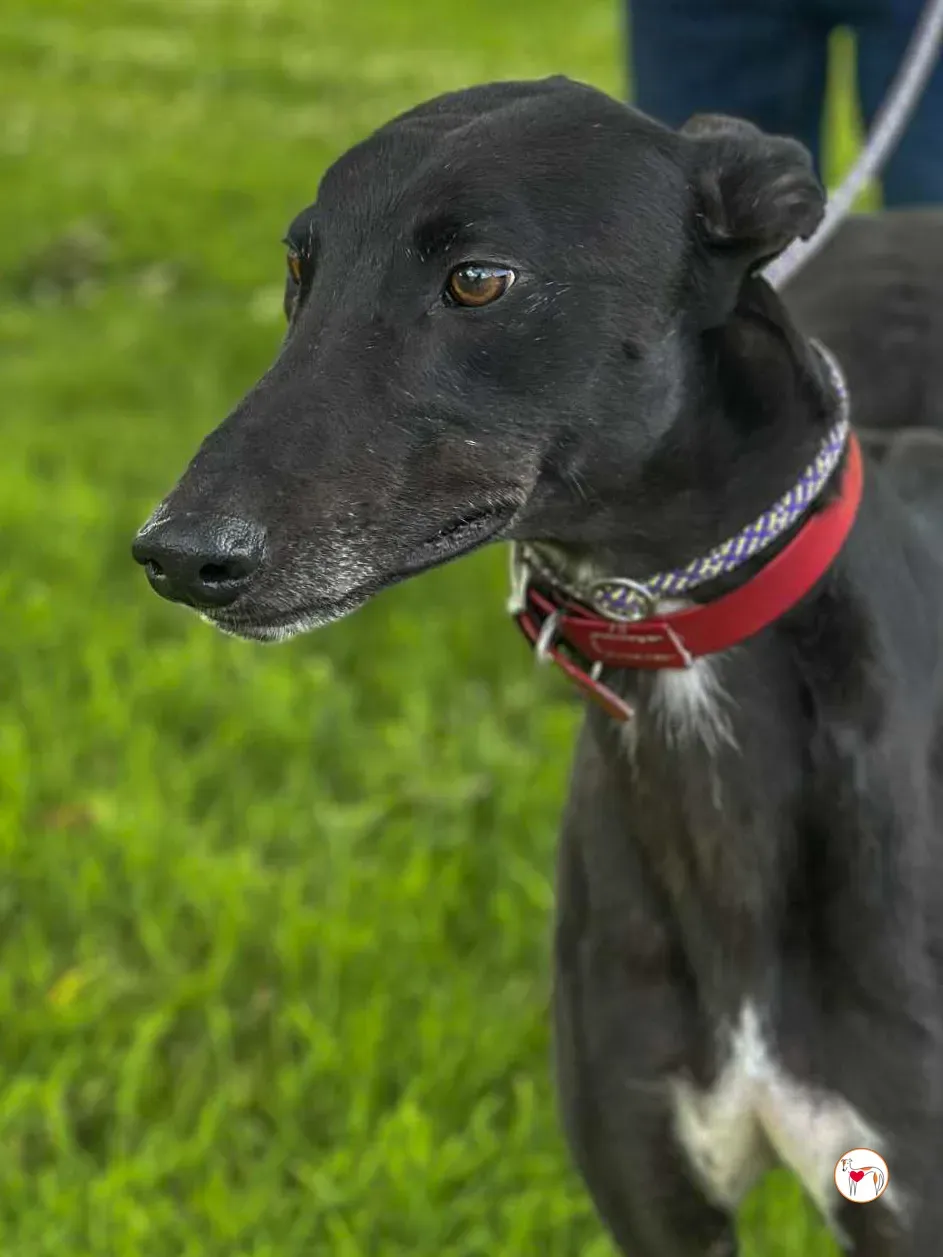 jack grey adozione 04