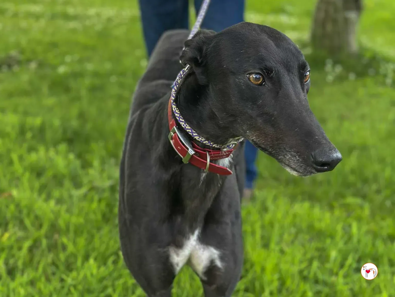 jack grey adozione 05