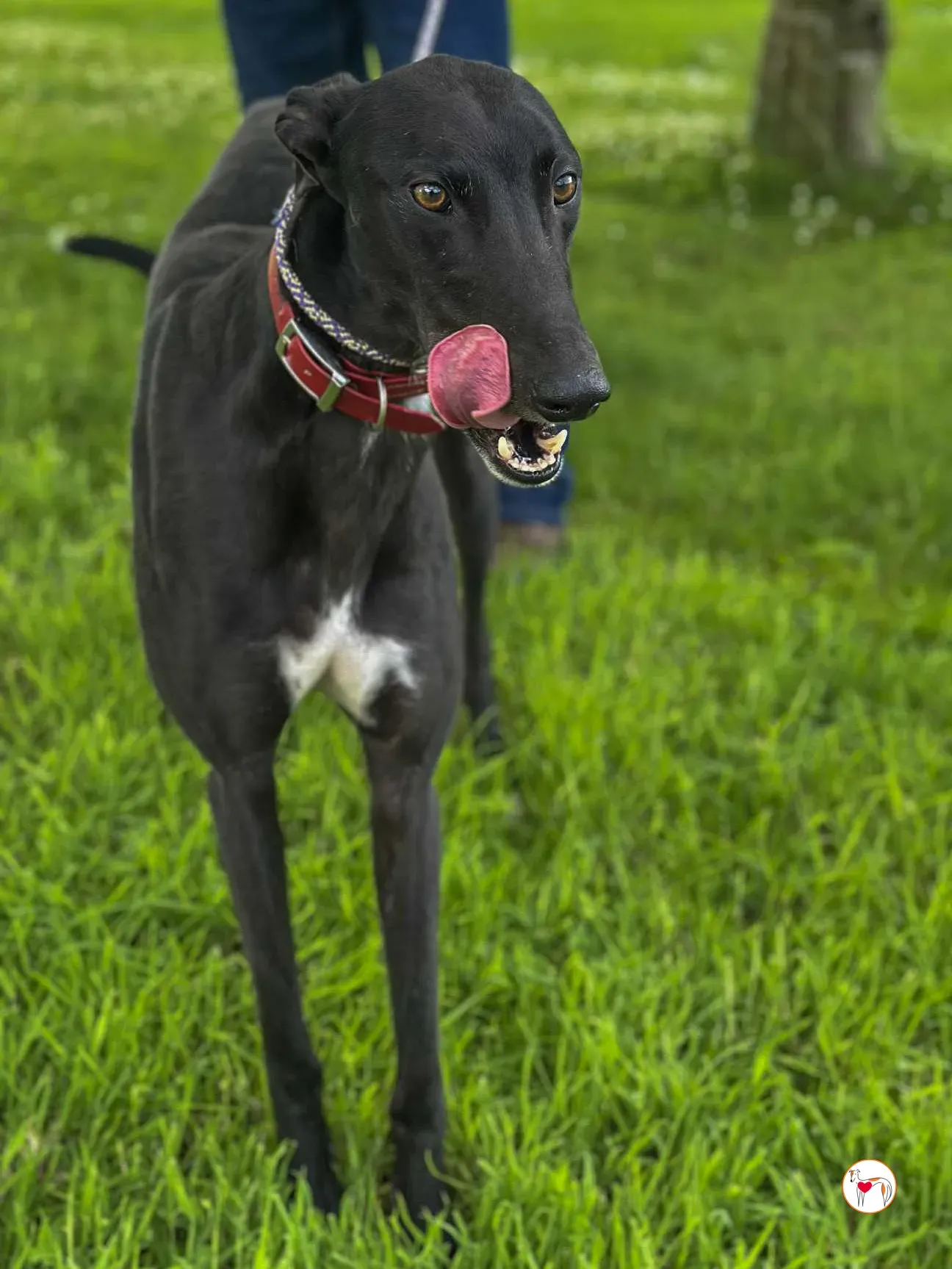 jack grey adozione 06