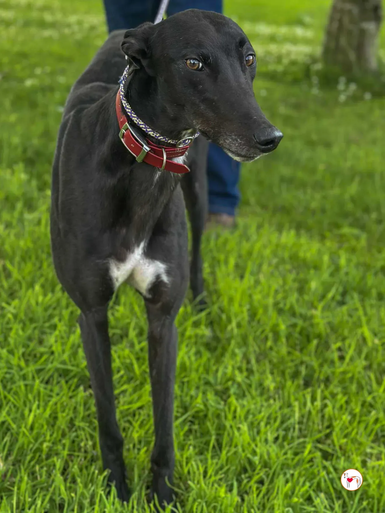 jack grey adozione 07