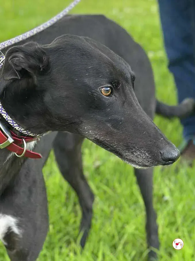 jack grey adozione 08