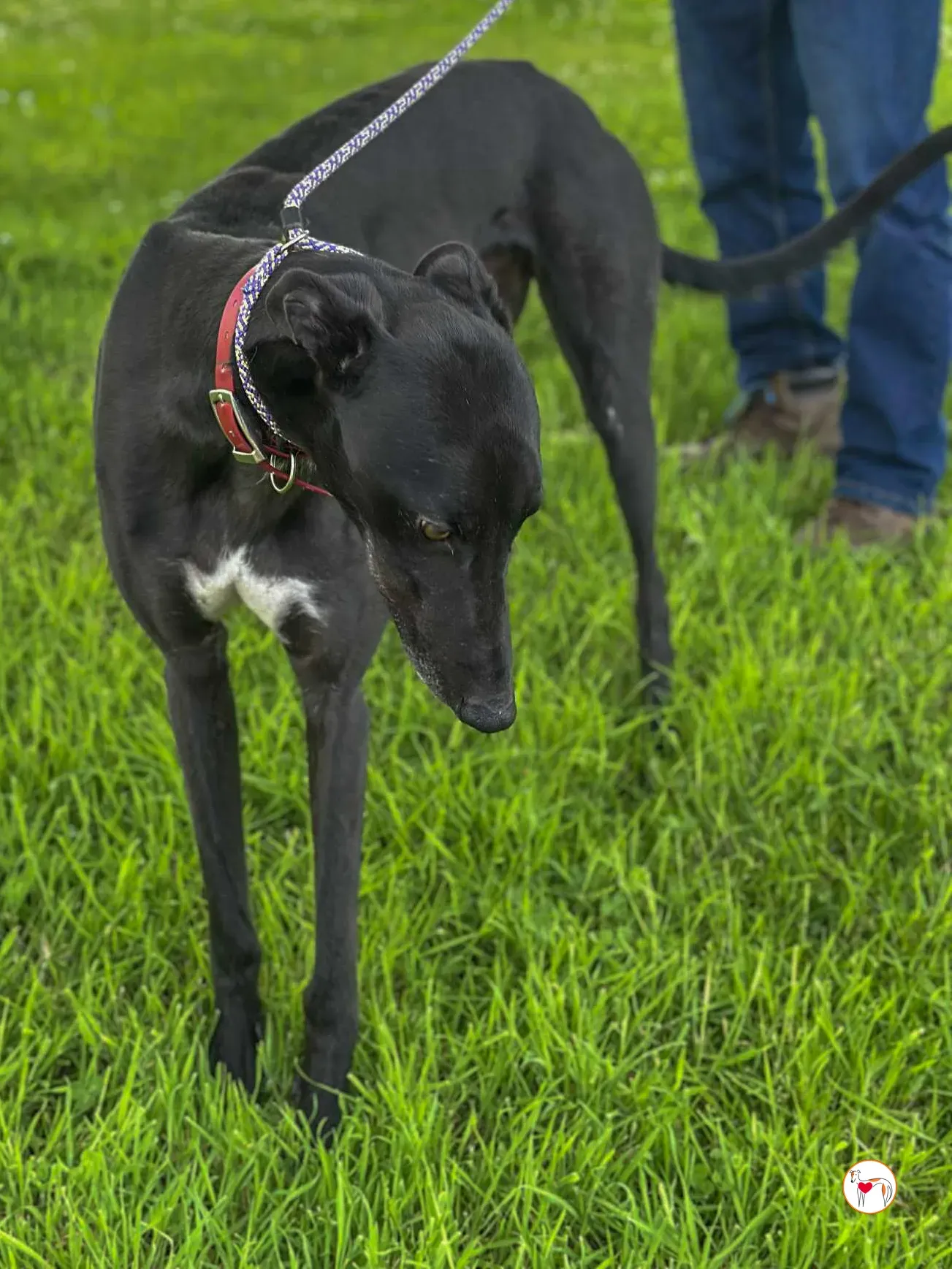 jack grey adozione 09