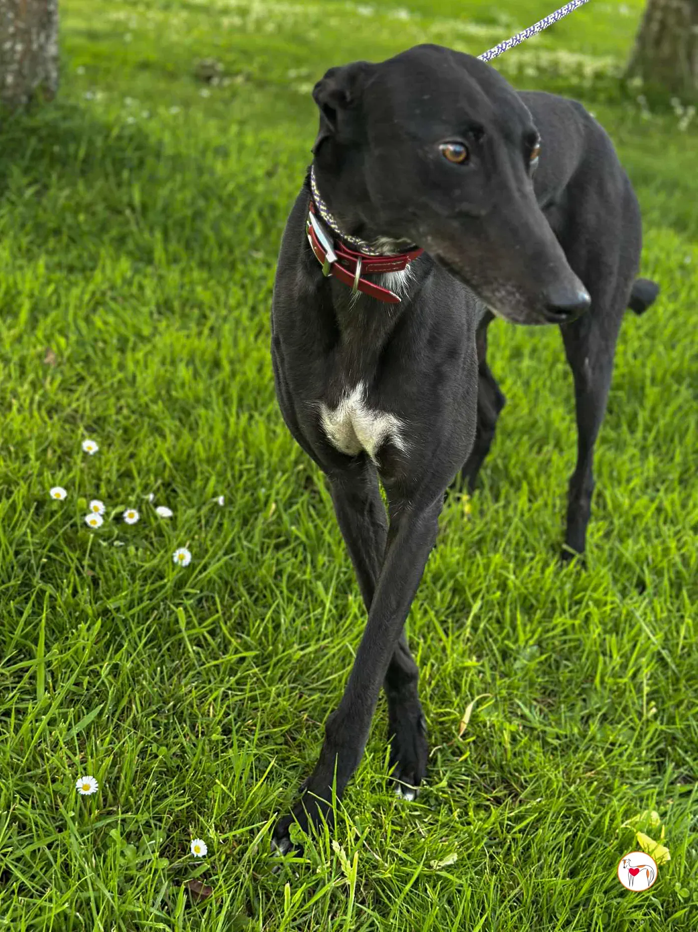 jack grey adozione 10