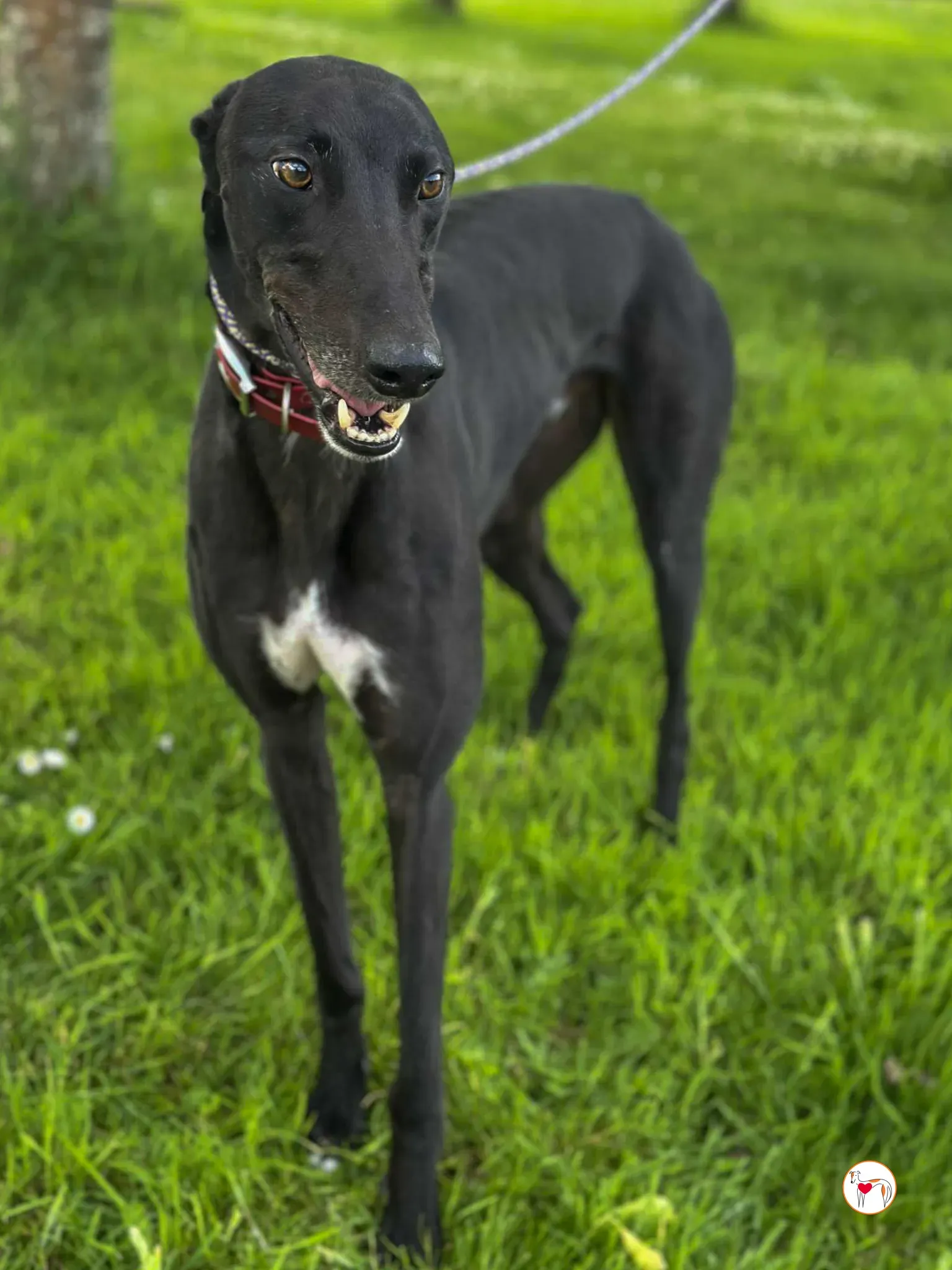 jack grey adozione 11