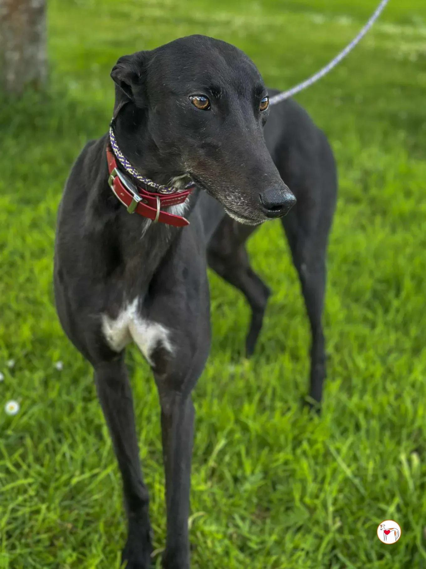 jack grey adozione 12