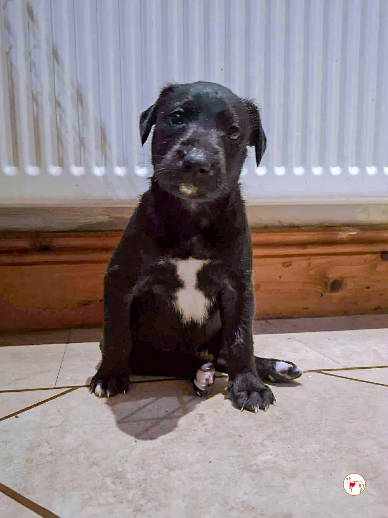 jack grey cucciolo adozione 1