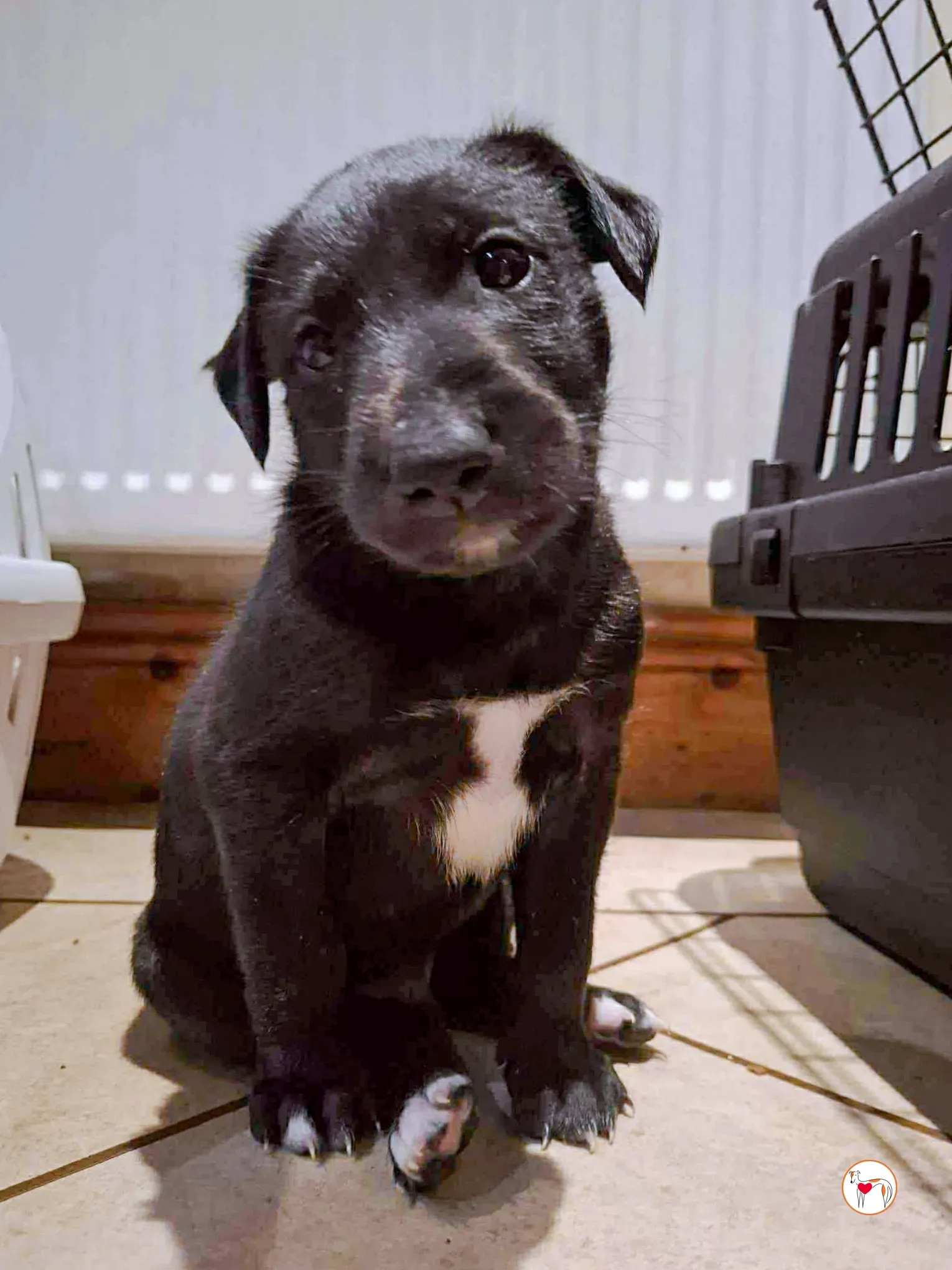 jack grey cucciolo adozione 2