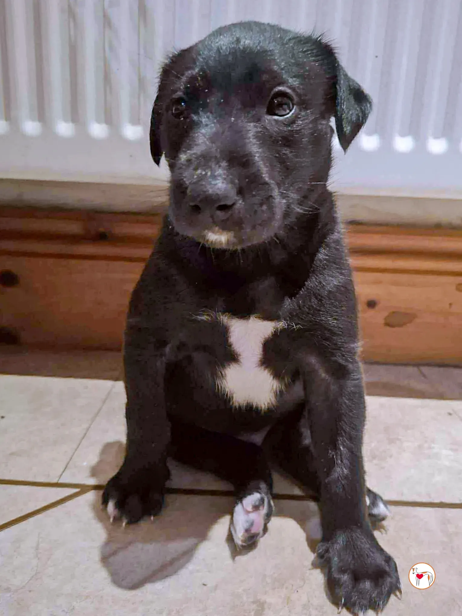 jack grey cucciolo adozione 3