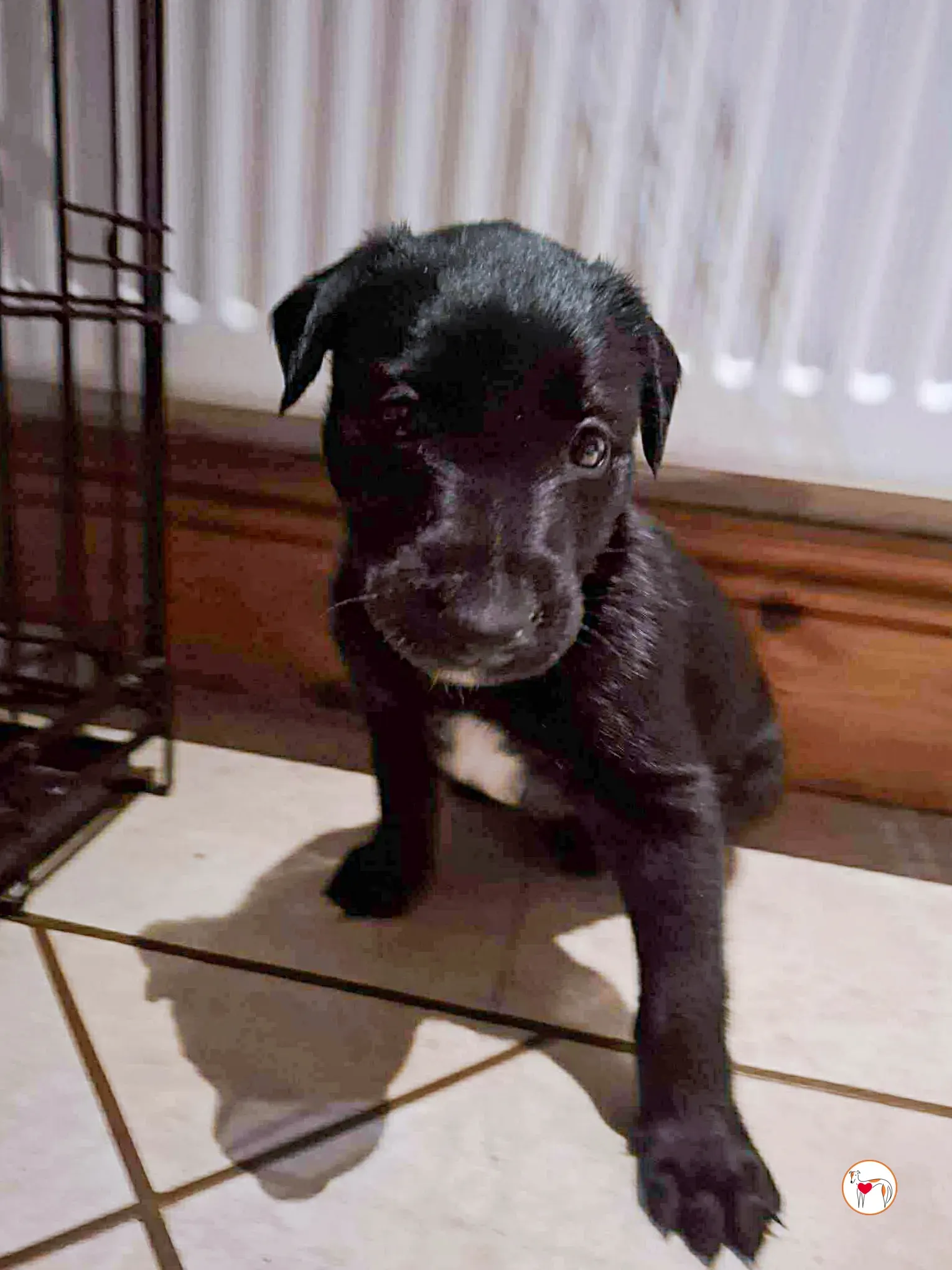 jack grey cucciolo adozione 4