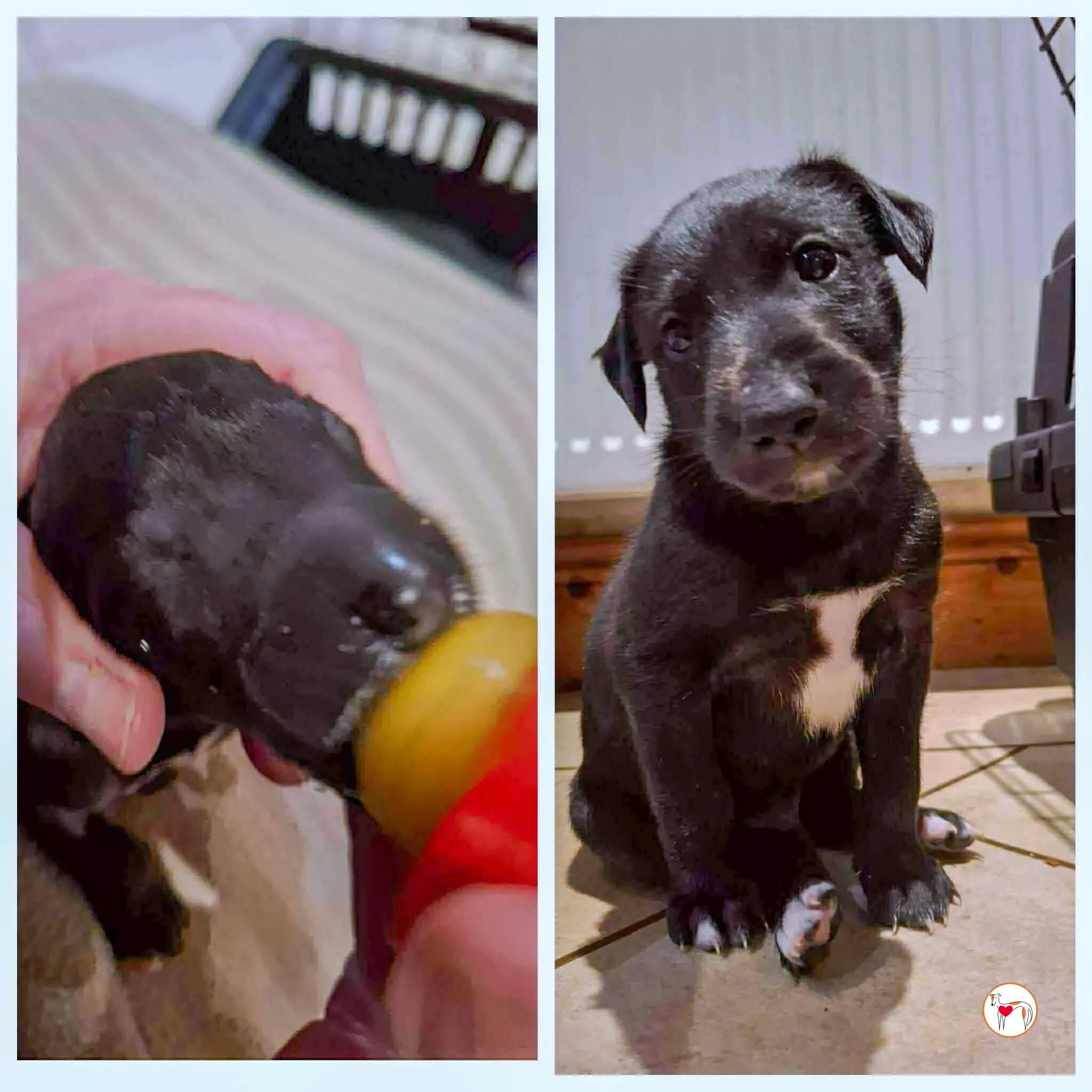 jack grey cucciolo adozione 5