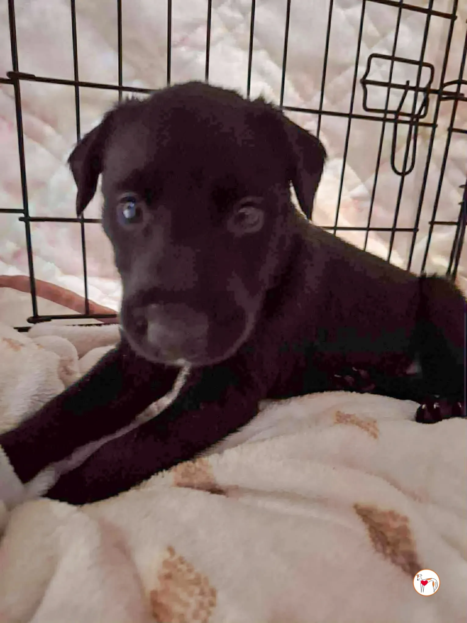 jack grey cucciolo adozione 6