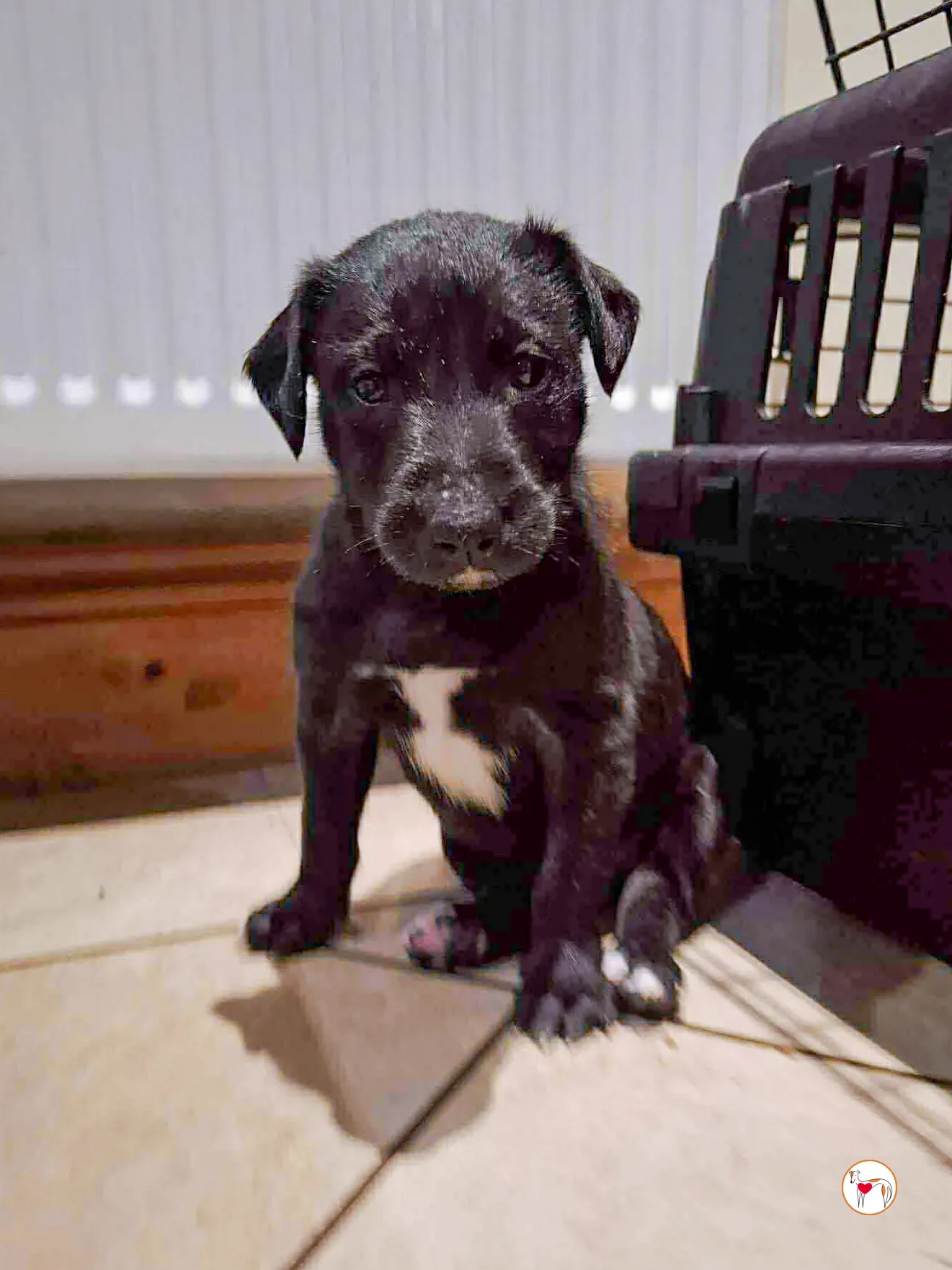 jack grey cucciolo adozione 7