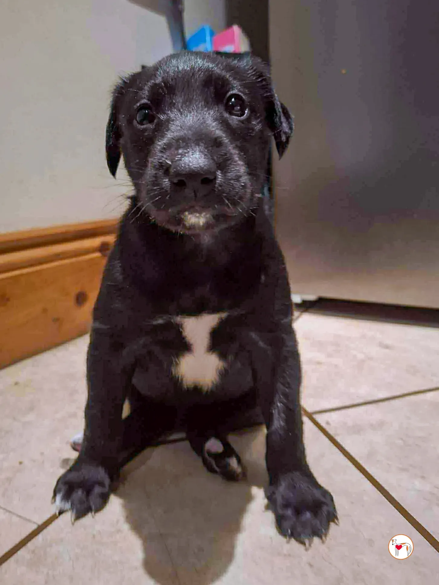 jack grey cucciolo adozione 8