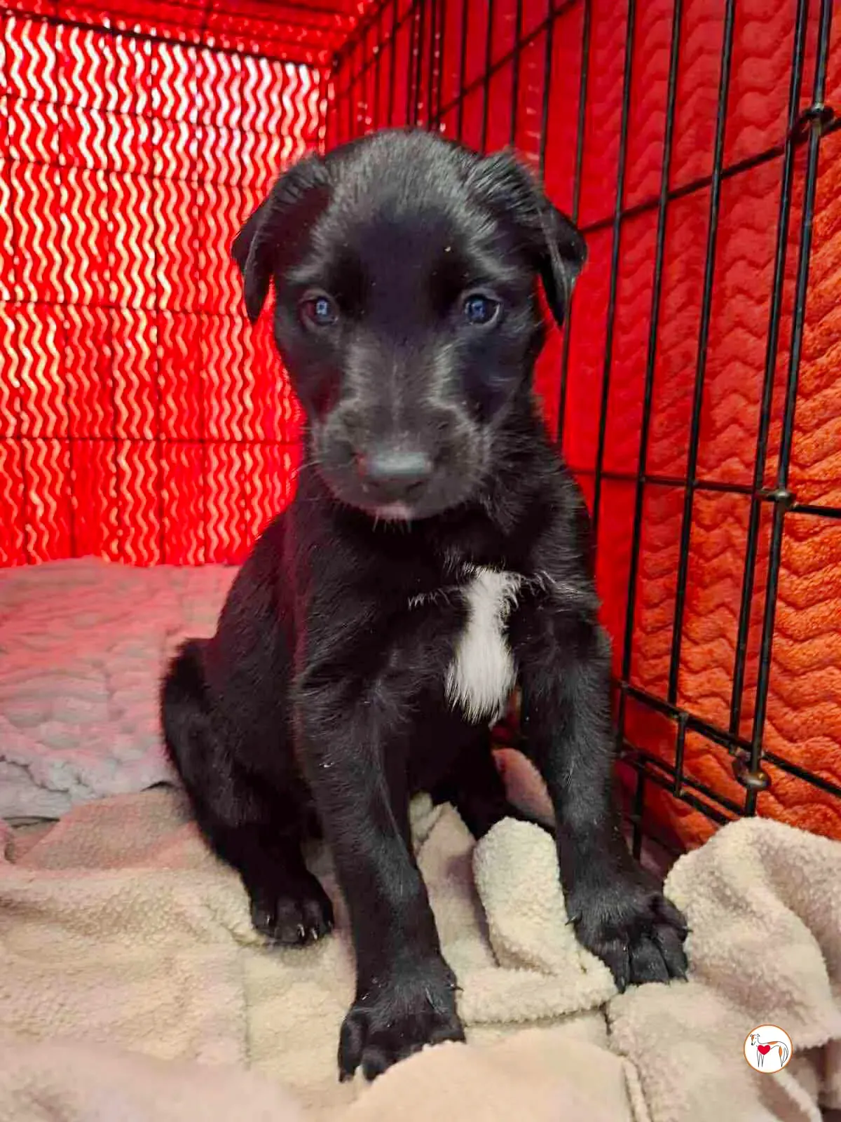 jack grey cucciolo adozione 9