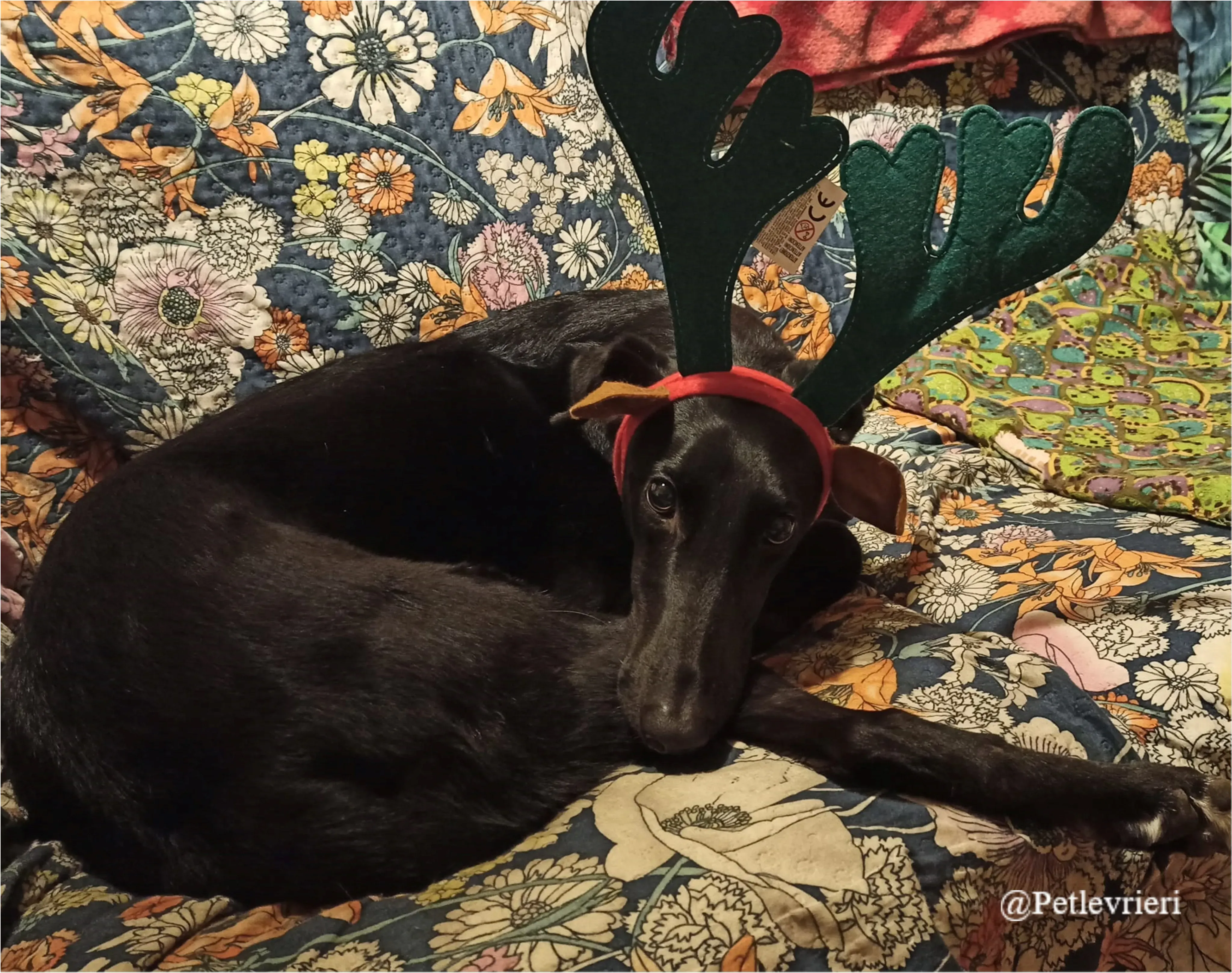 james pet levrieri natale 2021