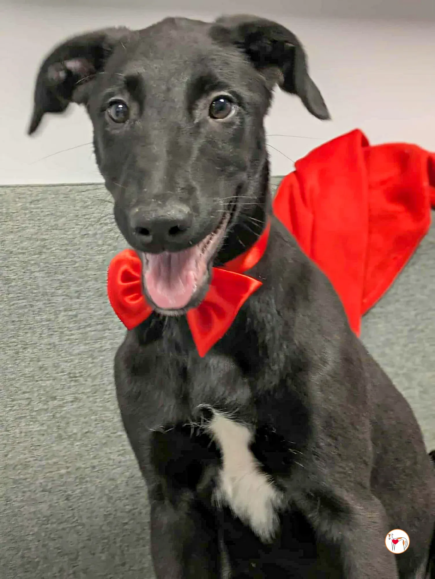 james grey cucciolo adozione 1